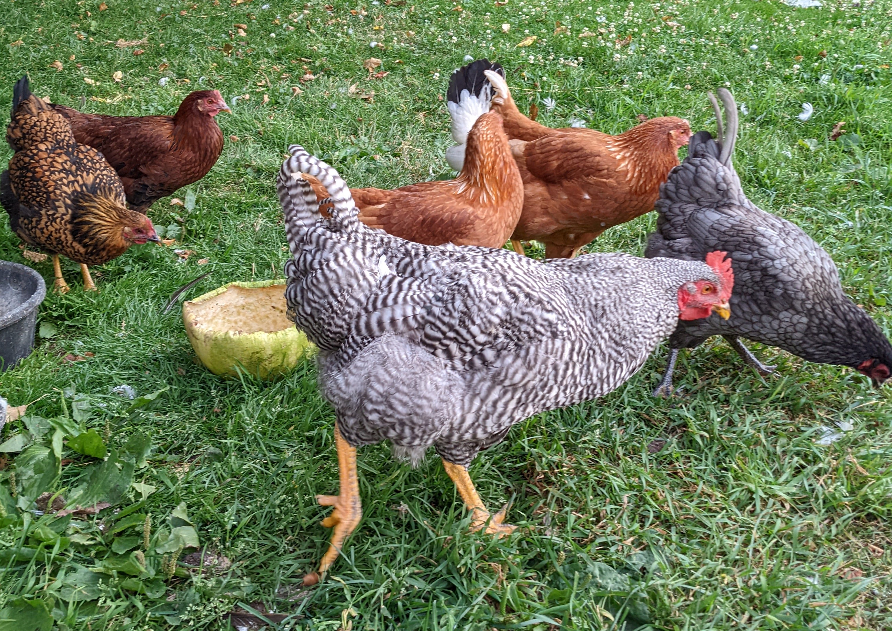 Chickens the Poultry