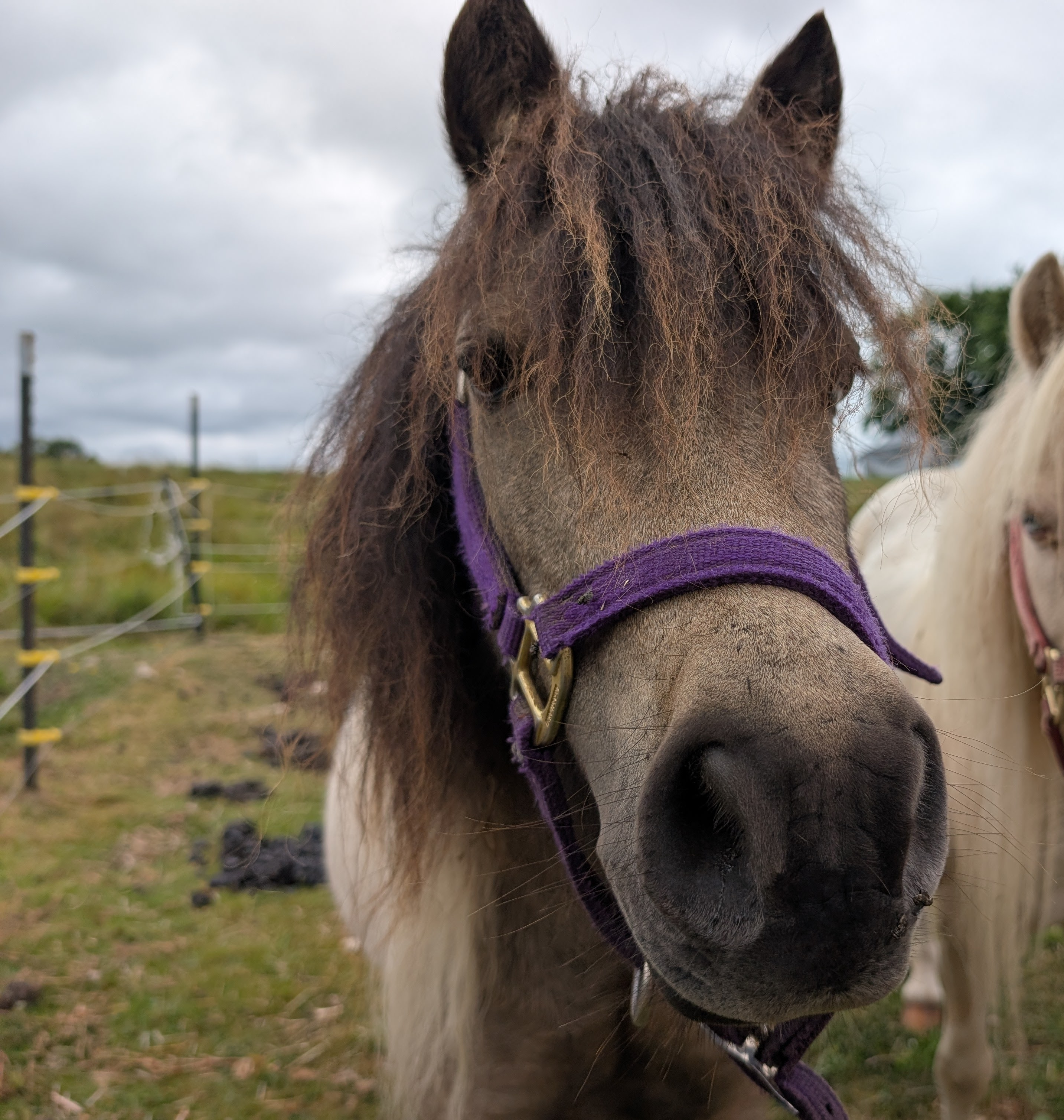 Cinnamon the Miniature Horse