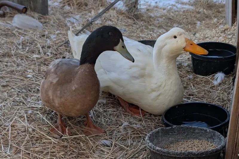 New ducks at sanctuary