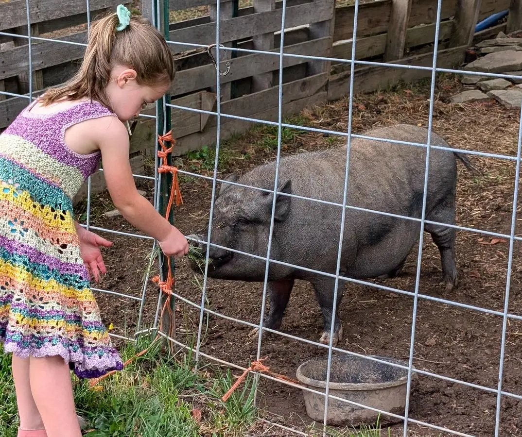 Sunshine Farm Sanctuary residents