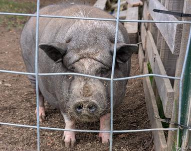 Jackie the Potbelly Pig