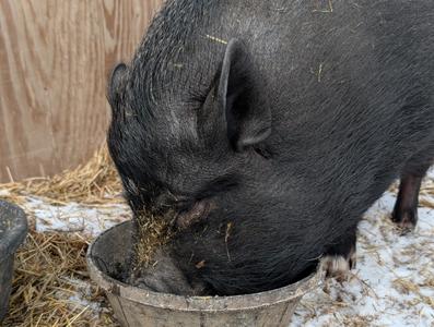 Lucy the Potbelly Pig