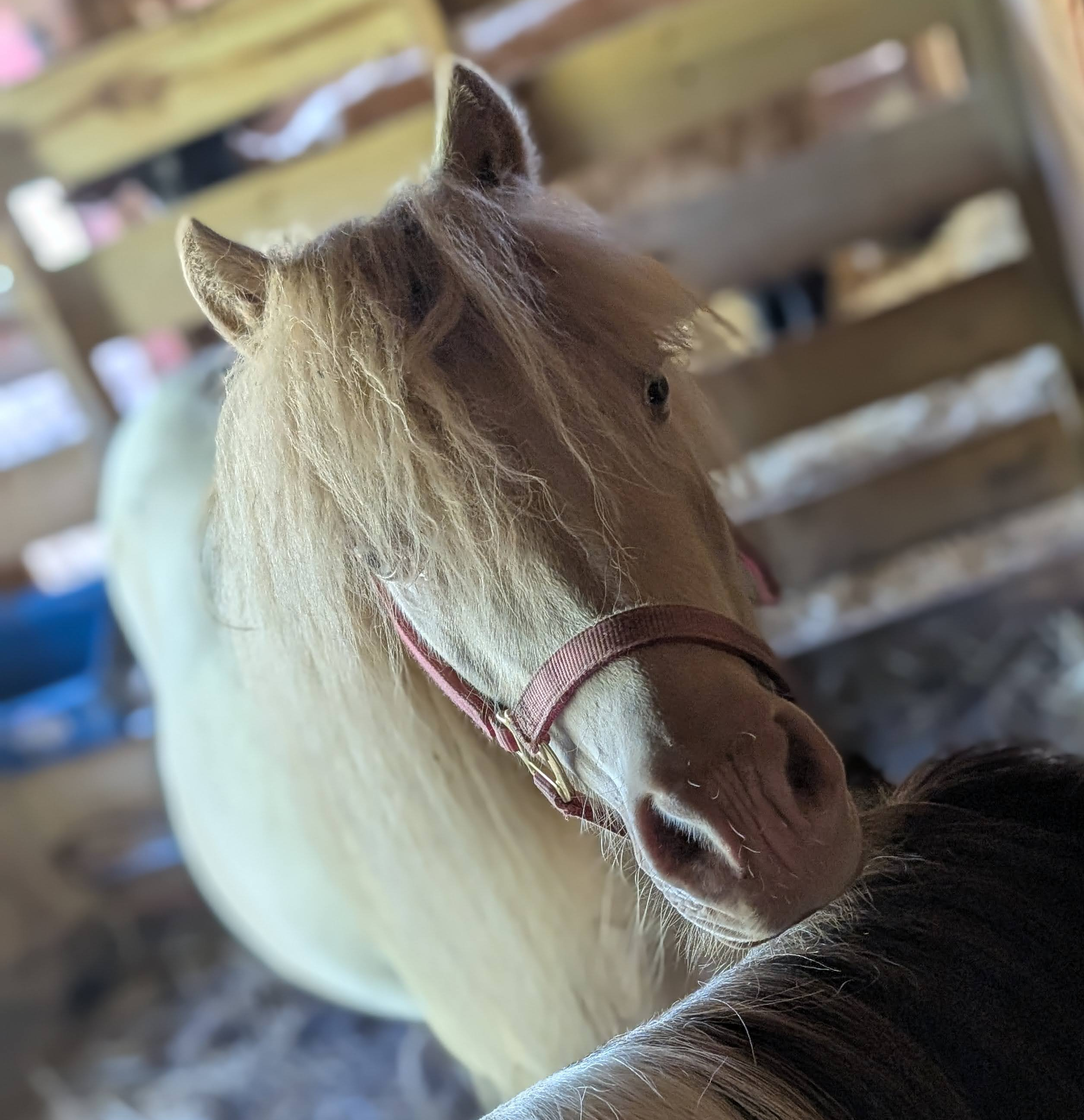 Sadie the Miniature Horse