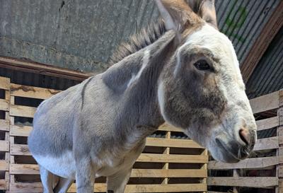 Dominick the Donkey
