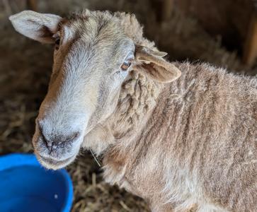 Fred the Sheep