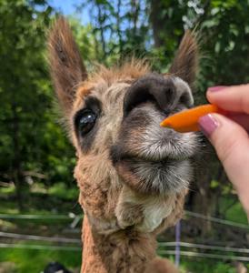 Gabe the Alpaca