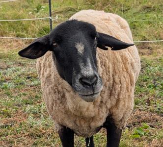 Ramsey the Sheep